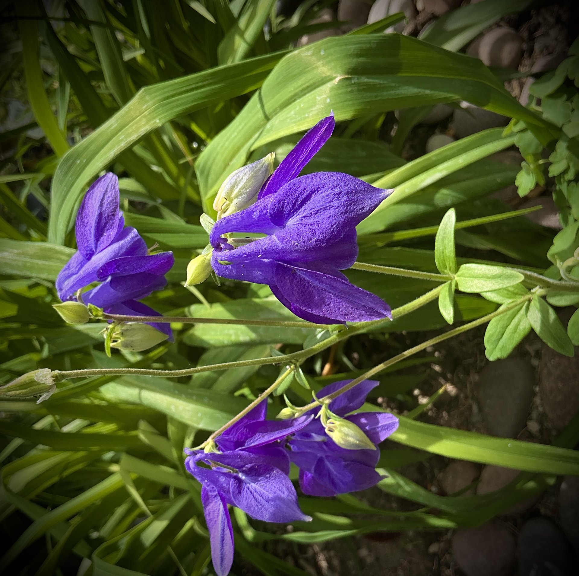 Drought-tolerant plantings