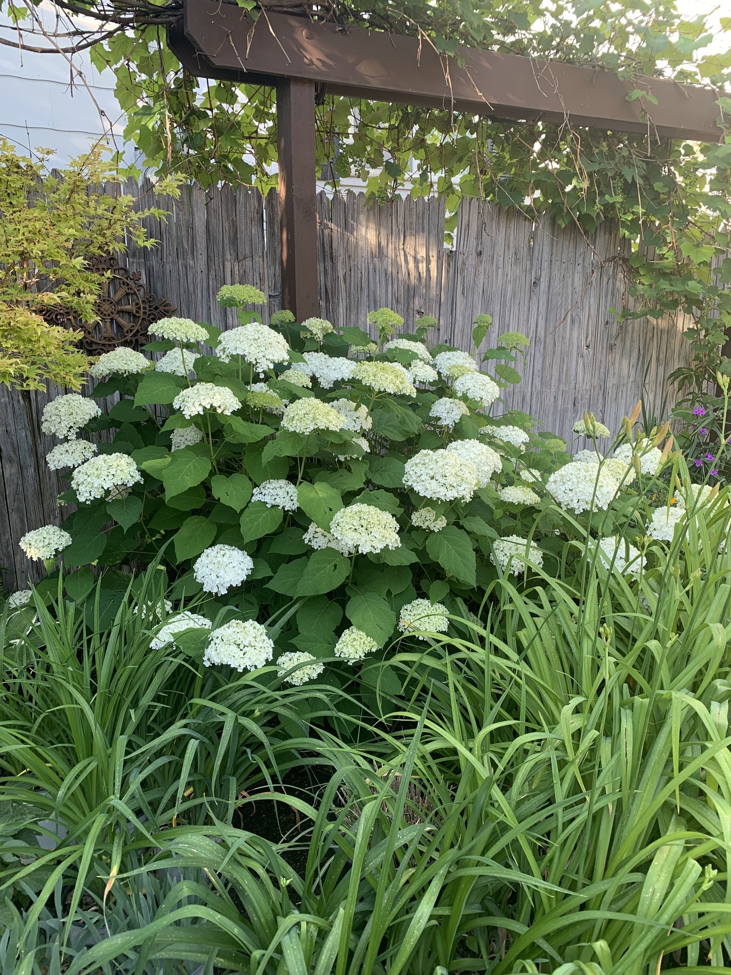 Landscape Design and Installation